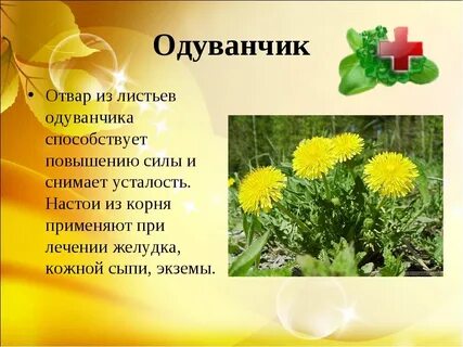 Значение одуванчика в жизни человека