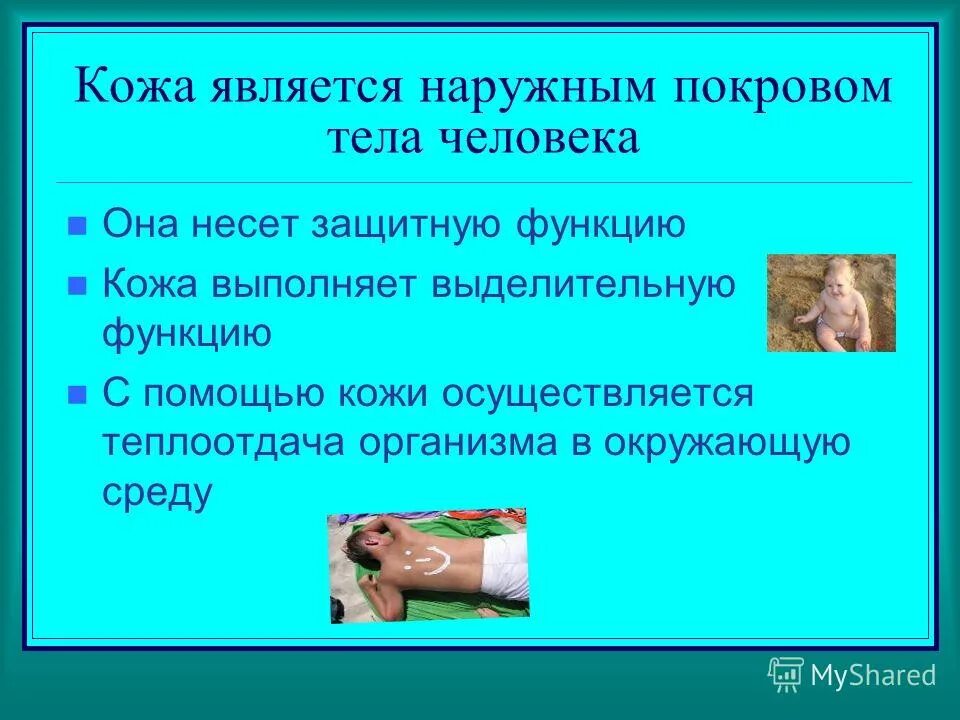 Кожа выполняет функцию с помощью. Кожа выделительная система. Основные функции кожи кратко. Защитная функция кожи кратко. Кожа выполняет функцию с помощью.