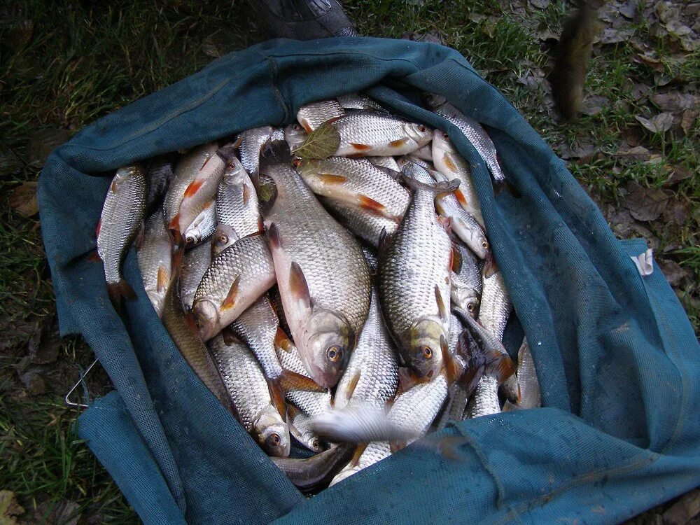 Ланьшинский карьер ока. Ланьшинский карьер рыбалка. Ланьшинский карьер тульская область. Лучшие места для рыбалки на оке. Ланьшинский карьер тульская область.