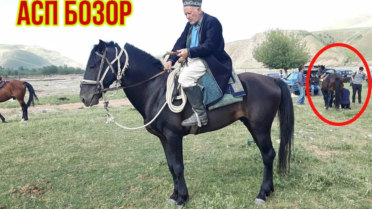 Асп н. Асп фото. asp bozor. таджикистан асп. асп таджикский.