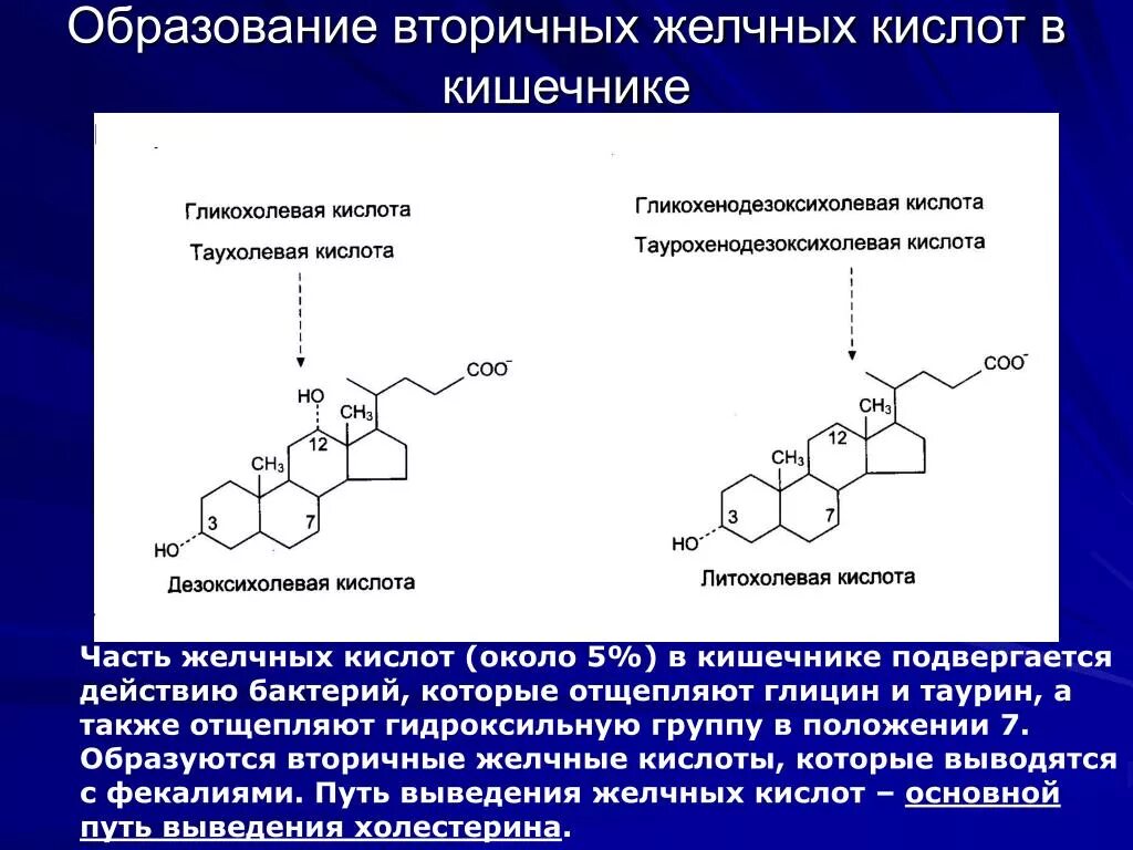 Синз втортчных желчных ктсло. Первичные и вторичные конъюгированные желчные кислоты. Первичные конъюгированные желчные кислоты. Синтез вторичных желчных кислот.