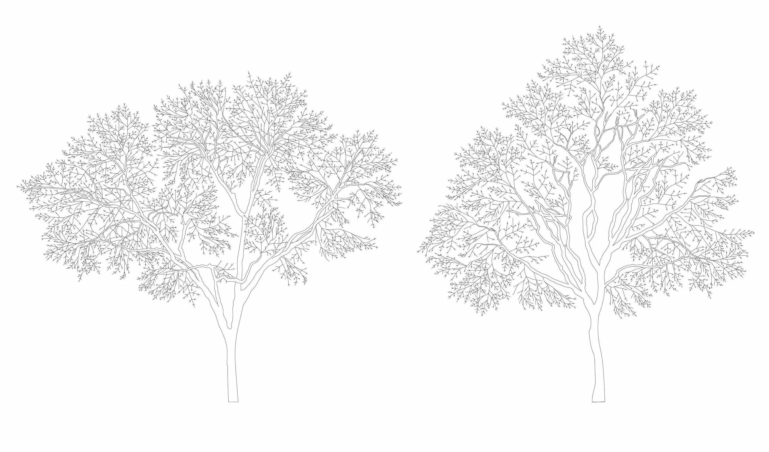 Дерево чертеж. Антураж деревья. Антураж деревья силуэт. Деревья для фотошопа. Антураж дерево на белом фоне.