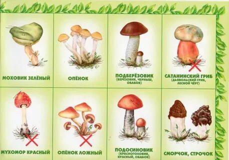 Грибы детские картинки с названиями