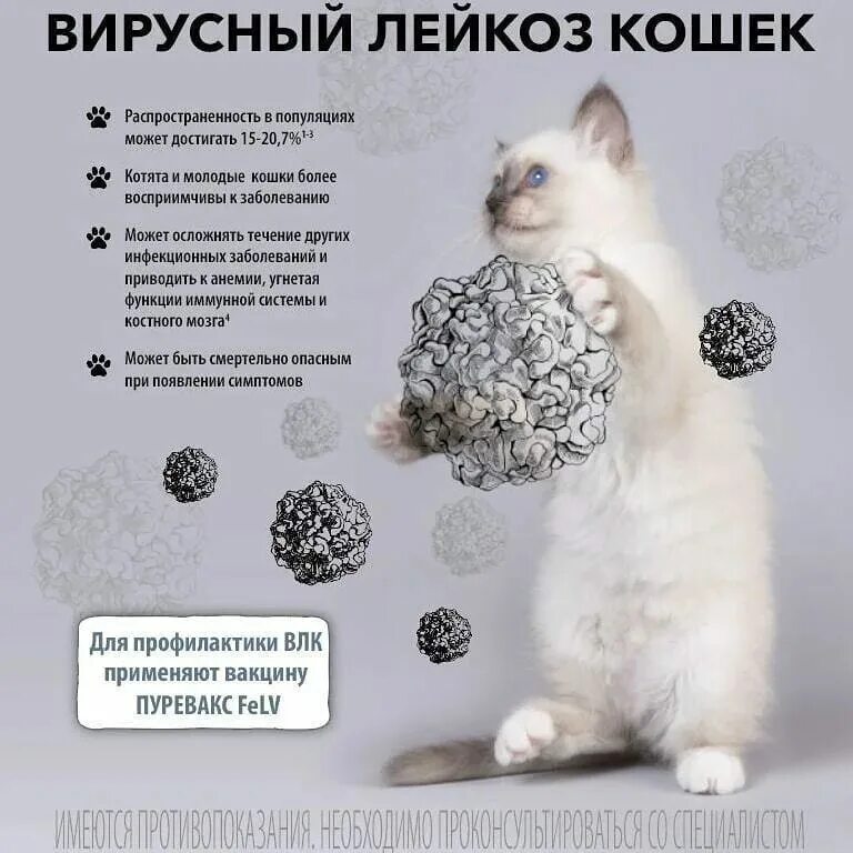 Опасен ли лейкоз для человека. Опасен ли лейкоз для человека