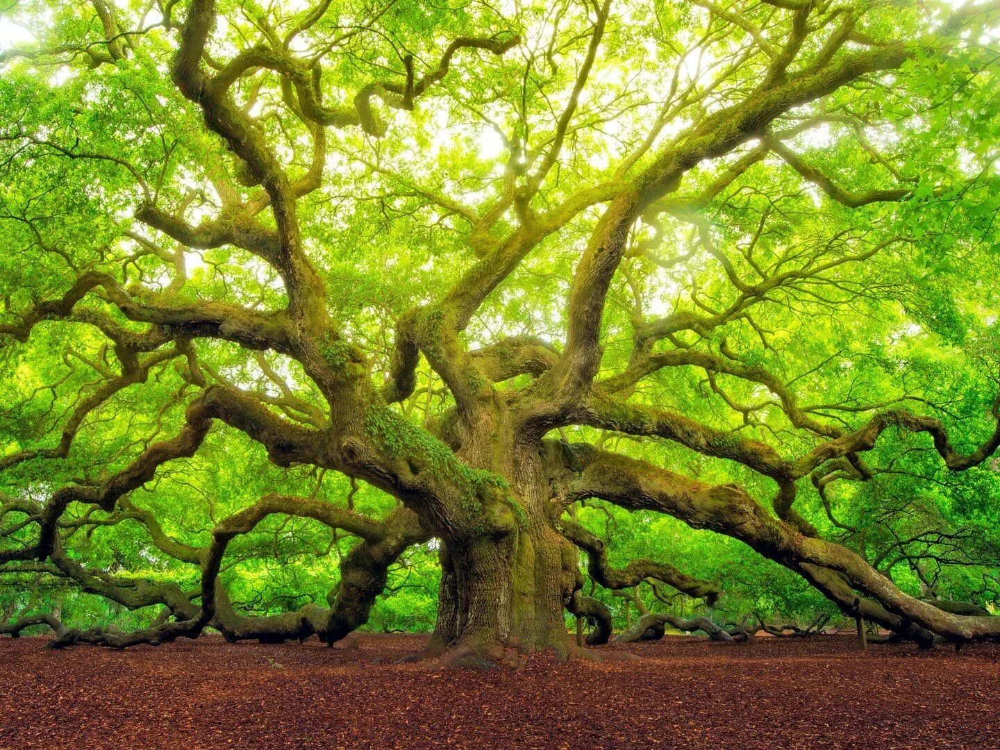 Дерево Утун. Дуб ангела Чарльстон США. Додонский дуб. Дуб Еман дерево. F tree