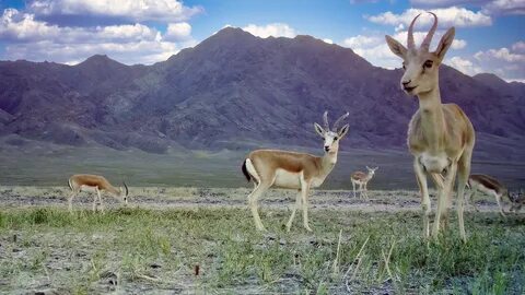 Бұлшық ет қыздар порно