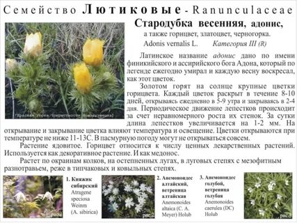 Растения красной книги кузбасса