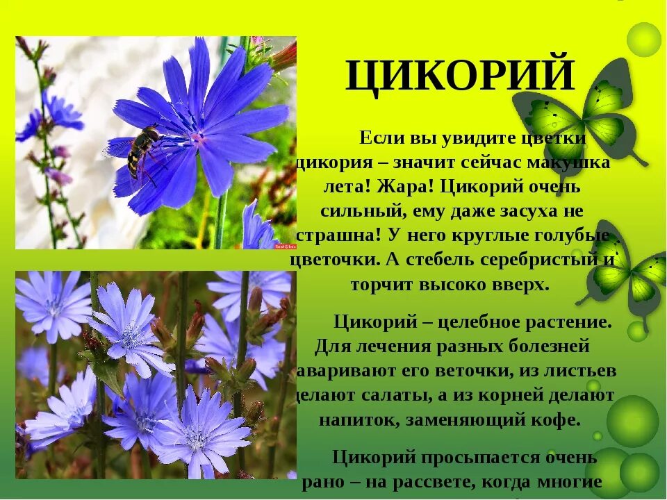 Лекарственное растение 3 класс окружающий мир сообщение
