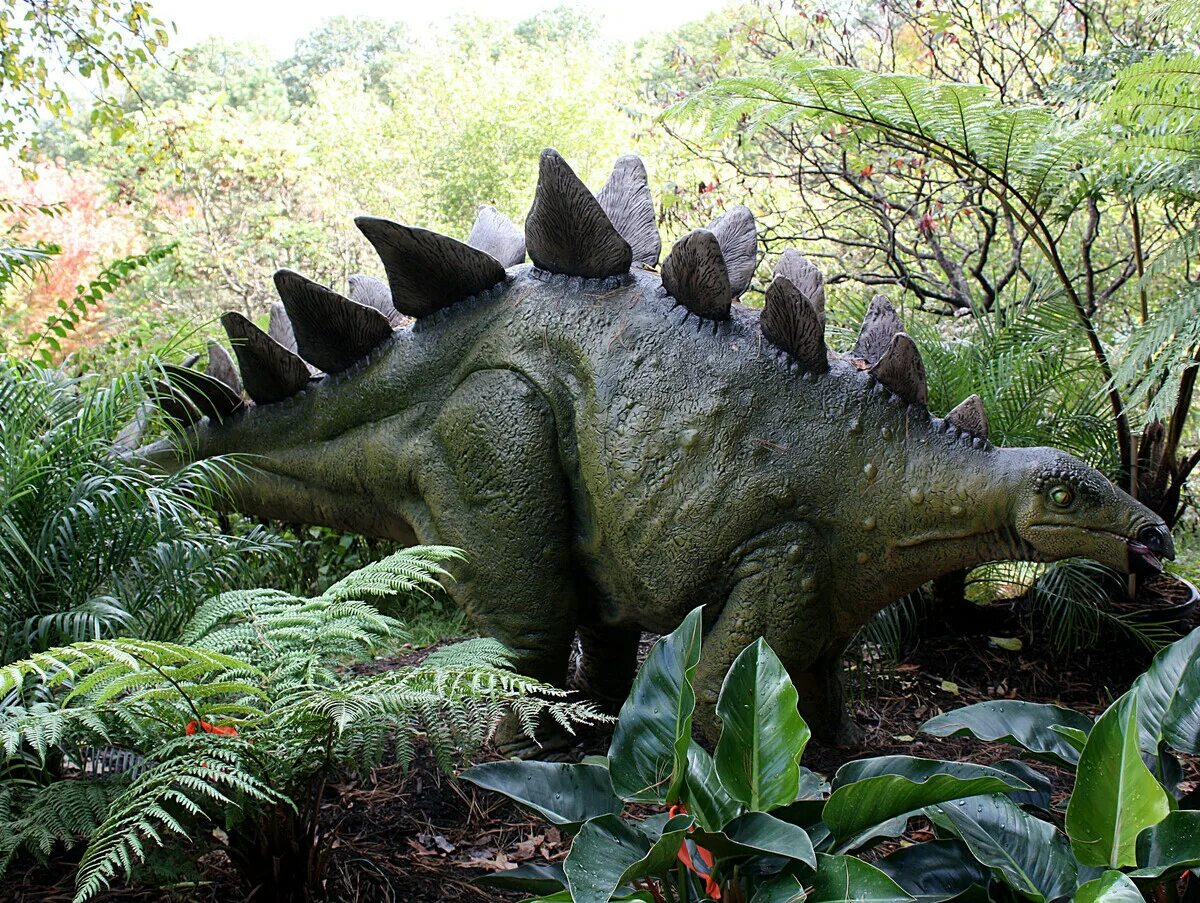 Стегозавр динозавр. Стегозавр амфибия. Стегозавр травоядный. Стегозавры (инфраотряд). Травоядные динозавры с шипами