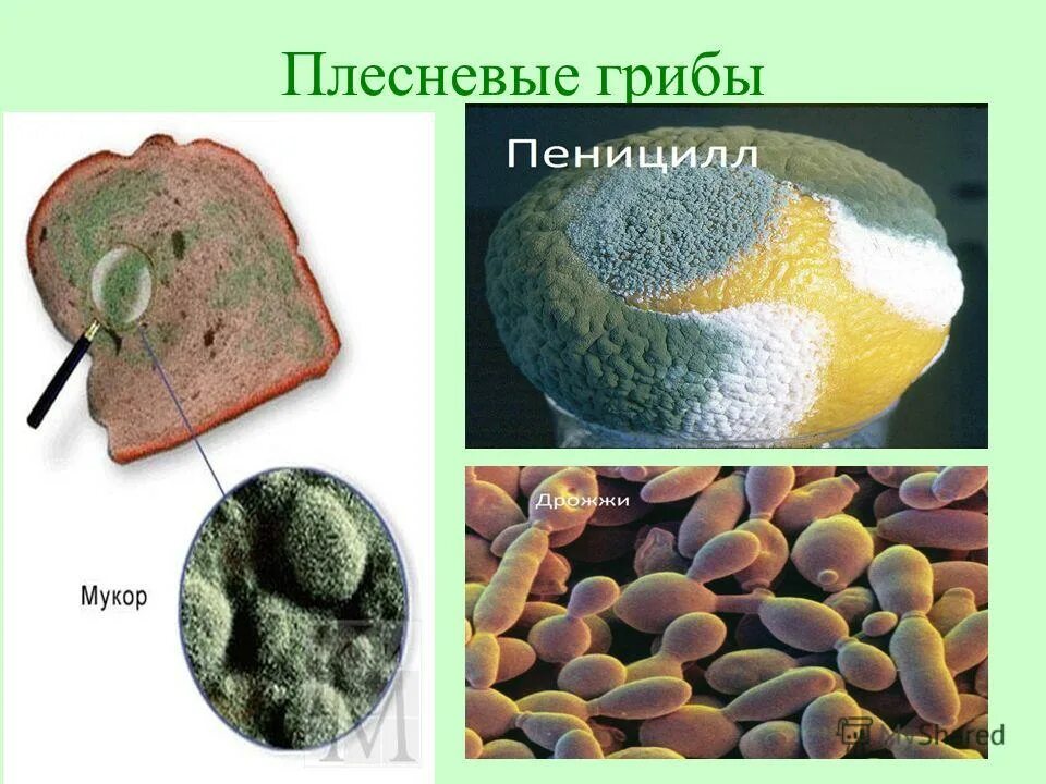 царства бактерии, грибы, лишайники, растения. актиномицеты морфология микробиология. бактерии и грибы. таблица царства живой природы. грибы царство живых организмов.