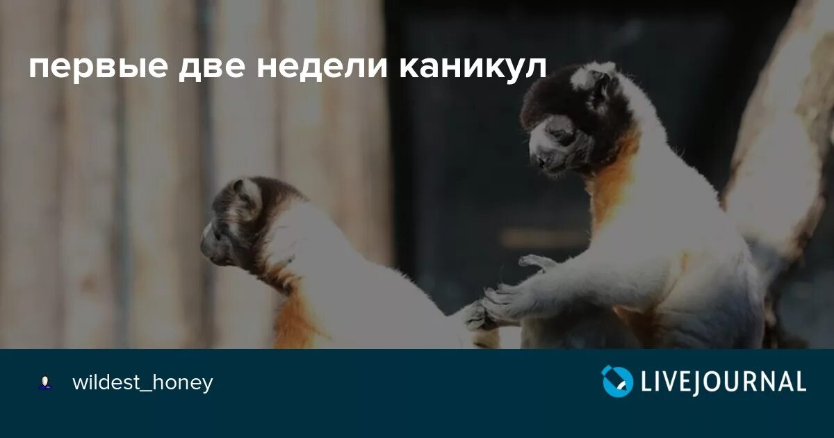 Неделя до каникул. Еще неделя и каникулы. Неделя до каникул картинки прикольные. Две недели до каникул. Будет 2 недели каникул