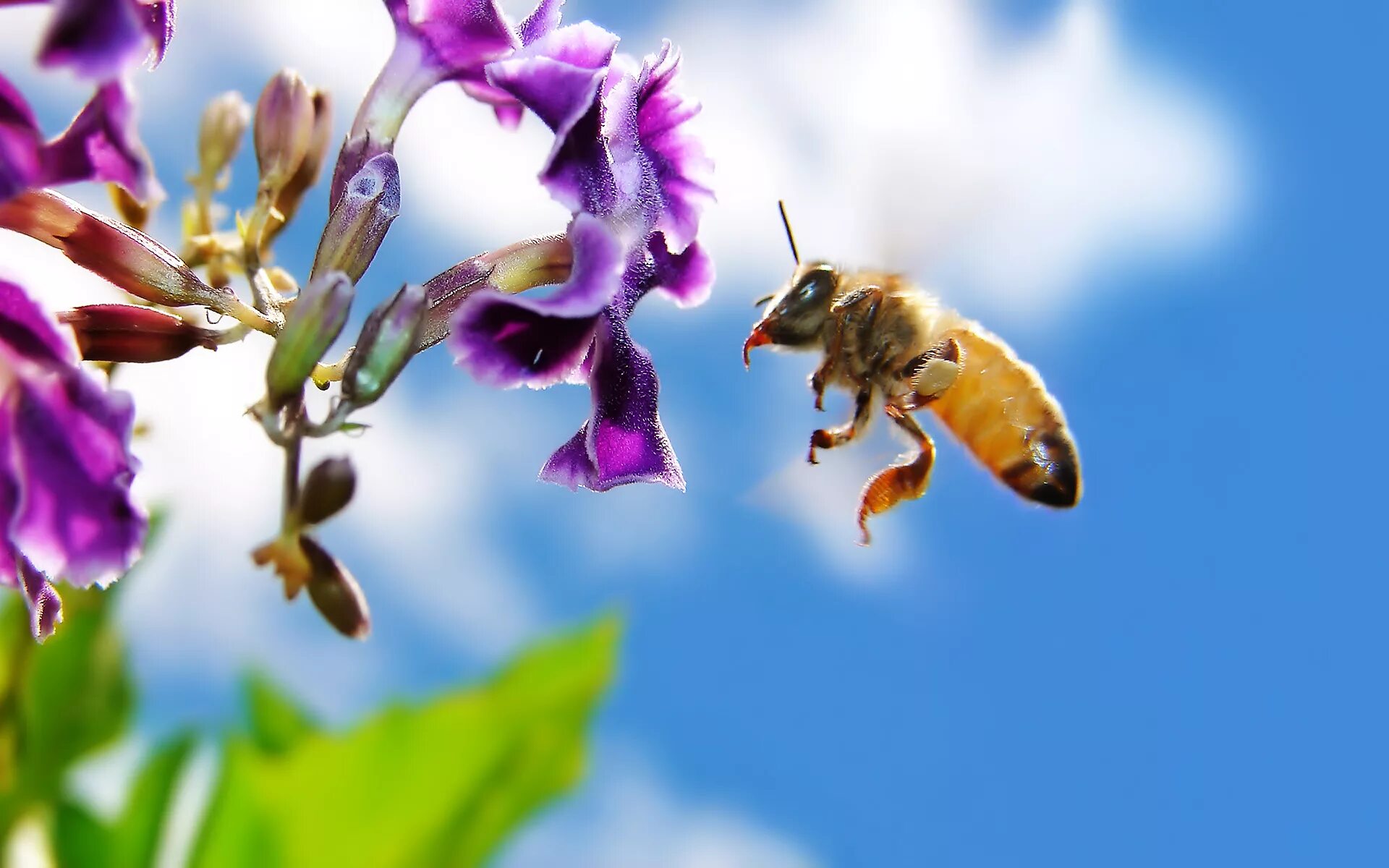 Пчелы опыляют растения. Пчёлка на цветке. Пчелы на цветах. Пчела опыляет цветок.