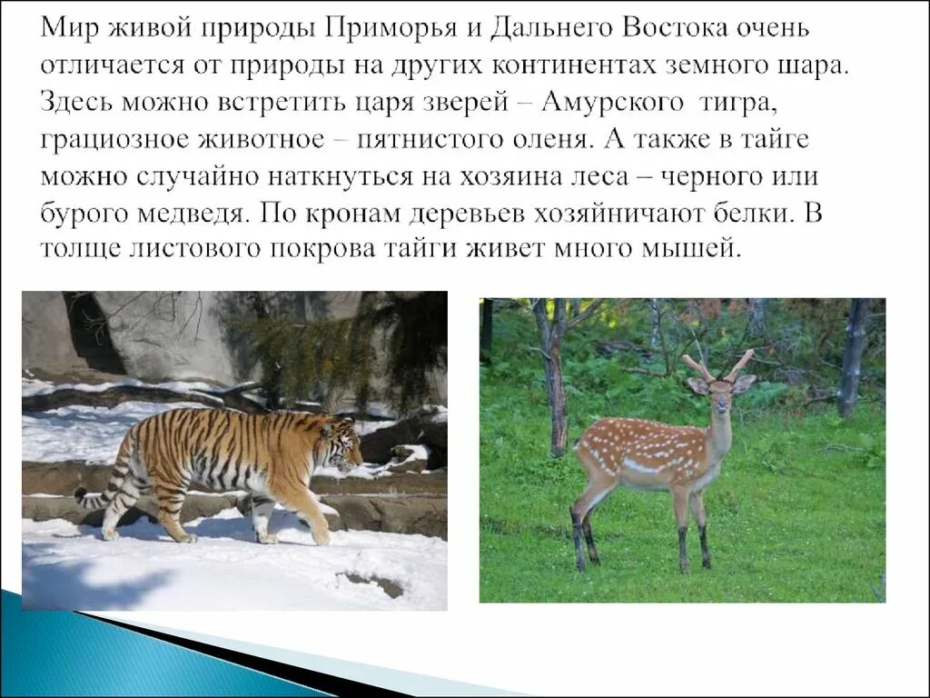 Живой мир доклад. Растения и животные Приморского края. Доклад о природе Приморского края. Дальний Восток животные и растения. Рассказ о животных Приморского края.