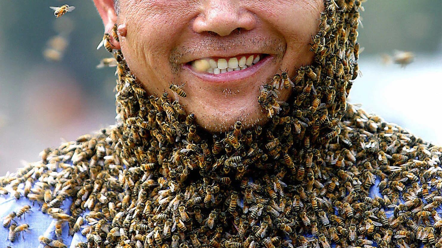 Сколько укусов пчел. Пчелы. Апитерапия.