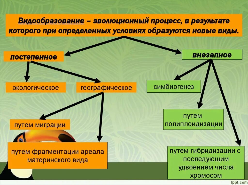 Пути эволюционных изменений. Видообразование биология 11 класс таблица. Схема процесса видообразования. Схема формы видообразования биология. Видообразование биология.