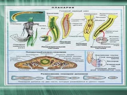 Каковы различия в строении круглых и кольчатых