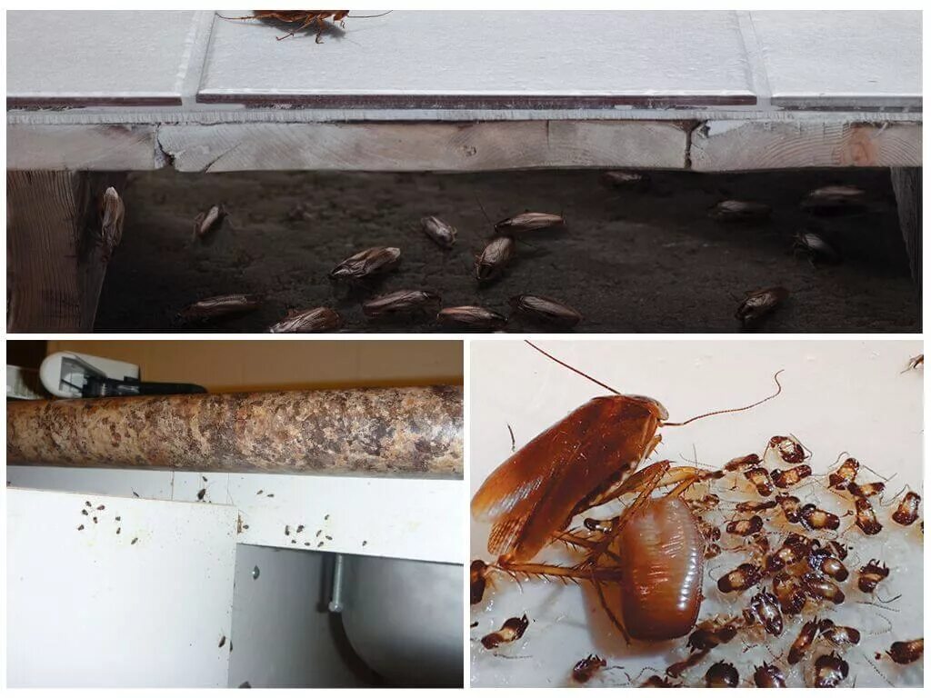 Couldn’t You At Least Say Something Nice About Me? - Cockroaches Kids Environmen