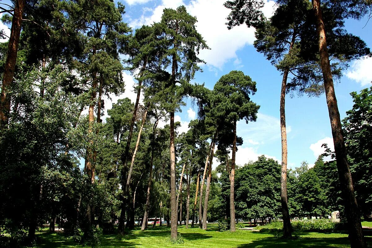 Парк Сосенки Москва. Парк Сосенки Котловка. Парк в Царицыно парк Сосенки. Сосенки Царицыно.