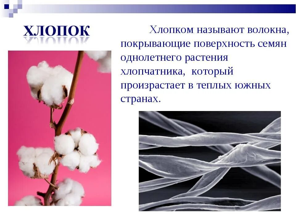 Волокна для производства ткани. Сведения про хлопок. Текстильное волокно хлопок. Хлопок волокно. Long-fiber cotton.