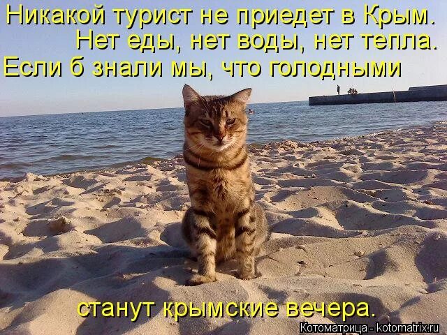 Лета не будет а хочется. Кот на море. Кот на пляже. Котик в отпуске. Шутки про море.