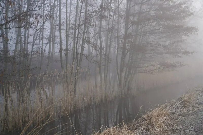 Рассвет река туман. Явления природы туман. Пруд в тумане. Густой туман над озером. Темно зеленый лес в тумане.