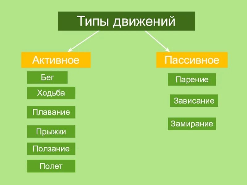 Типы движения биология 8 класс. Виды передвижения. виды движений человека. способ и тип передвижения животных. активные виды передвижения.