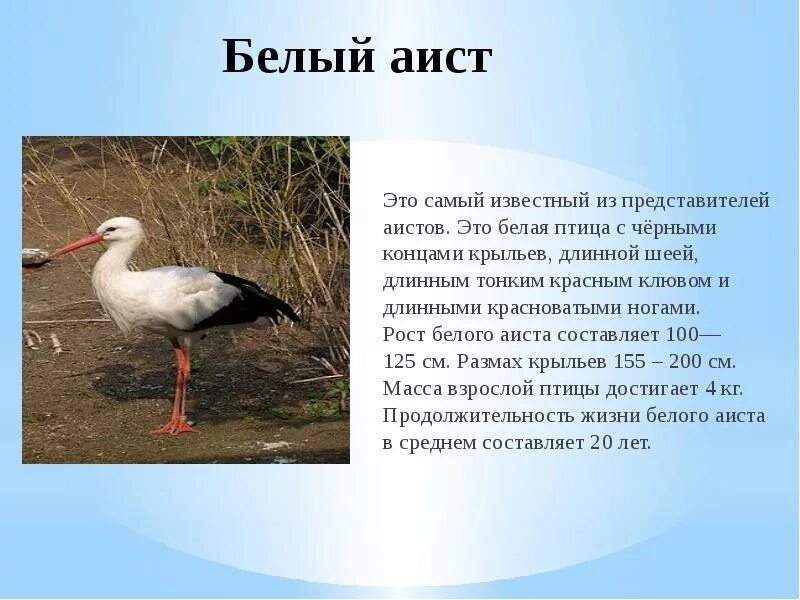 Краткое содержание аист. Белый аист красная книга. белый аист описание. птицы из красной книги. белый аист из красной книги.