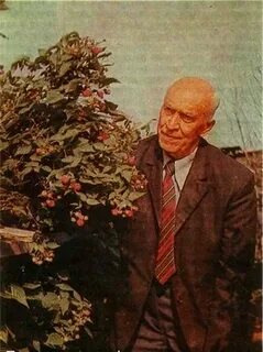Малина по соболеву