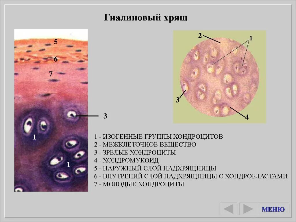 Изогенные группы. Изогенные хондроциты. Изогенные клетки хряща. Гиалиновый хрящ структурные компоненты. Изогенные группы гиалинового хряща.