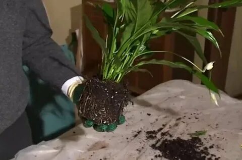 Можно ли пересаживать спатифиллум осенью