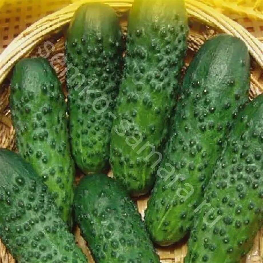 Семена огурцов шкипер. Семена огурцов шкипер. Огурец шкипер. Семена огурцов шкипер. Огурец штандарт f1.