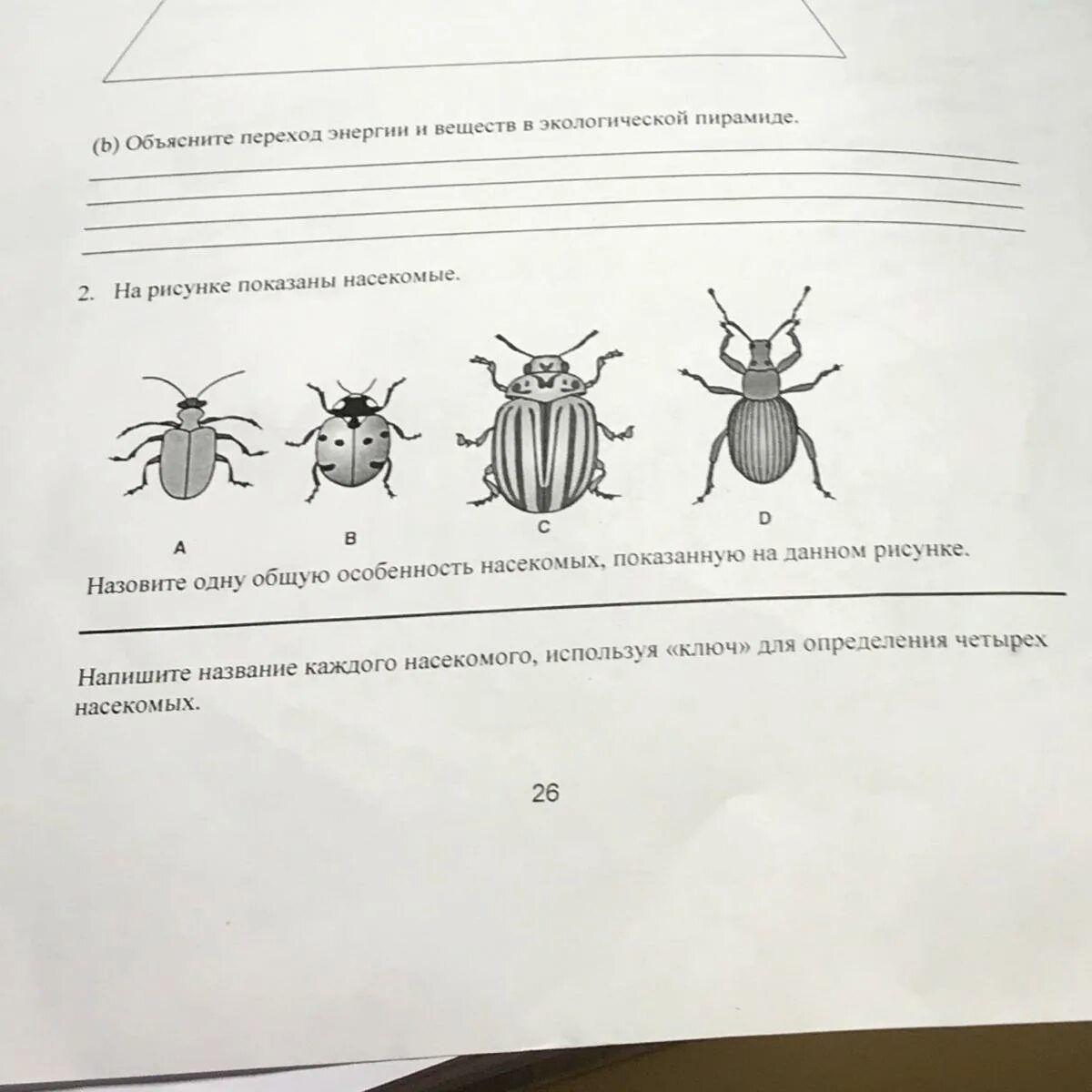 Насекомые задания. Насекомые задания для дошкольников. Насекомые задания 1 класс. Назовите насекомое изображенное на рисунке. Насекомое работающее на компетентные органы