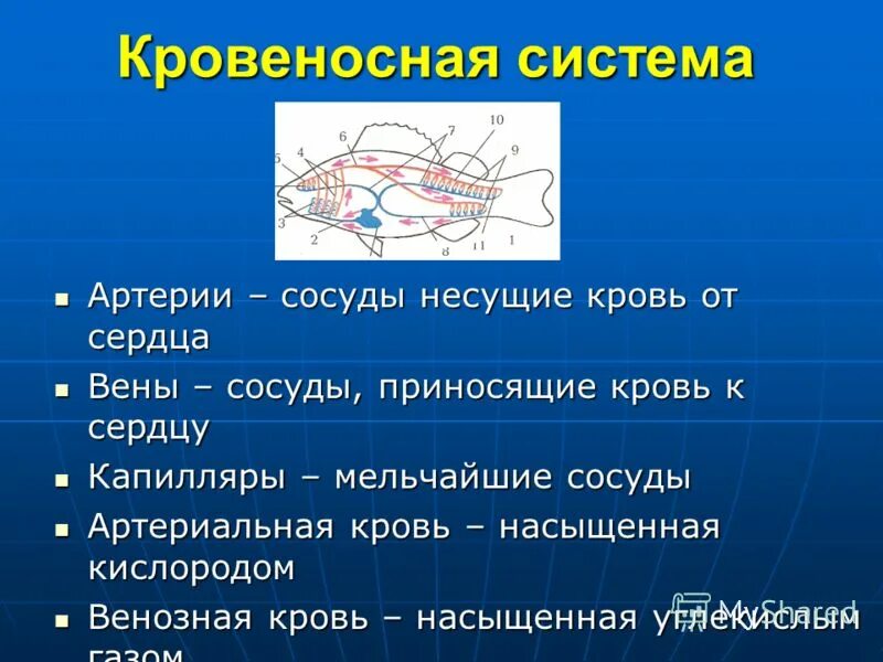 Кровеносная система сердце вены артерии капилляры