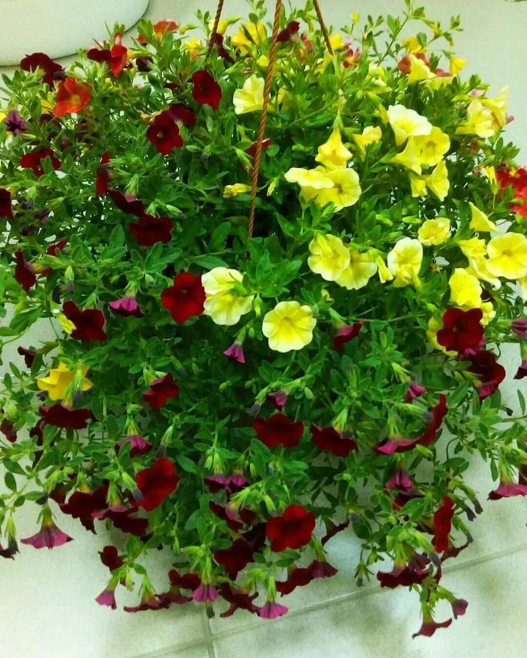 Петуния пикобелла каскад. Петуния potunia piccola. Петуния пиноккио. Петуния каскадная фото сорта. Петуния piccola hot pink.