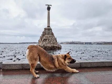 Животные севастополя