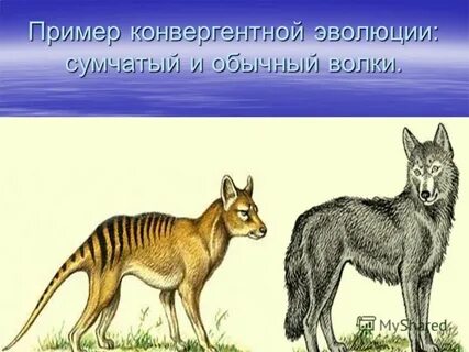 Сумчатые водоросли