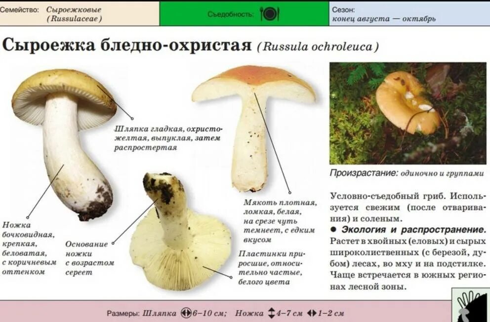 Сыроежка шляпочный гриб или нет. Сыроежка гриб ложный и съедобный. Сыроежки грибы съедобные и несъедобные. Сыроежка гриб съедобный фото и описание. Сыроежка гриб ложный и съедобный.