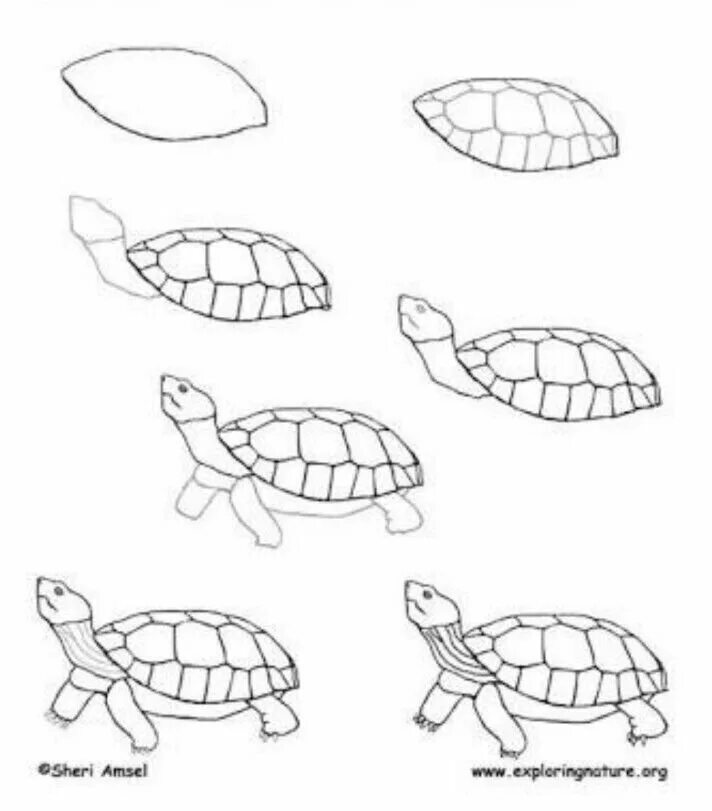 Черепаха рисунок. Поэтапное рисование черепахи. Черепаха поэтапное рисование для детей. Этапы рисования черепахи.
