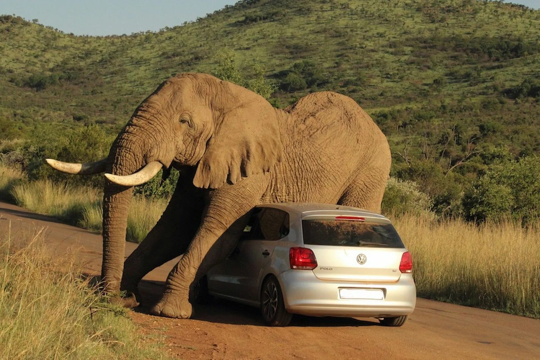 An elephant can climb. Смешные слоны. Африканский слон. Необычный слон. Слоны фото.