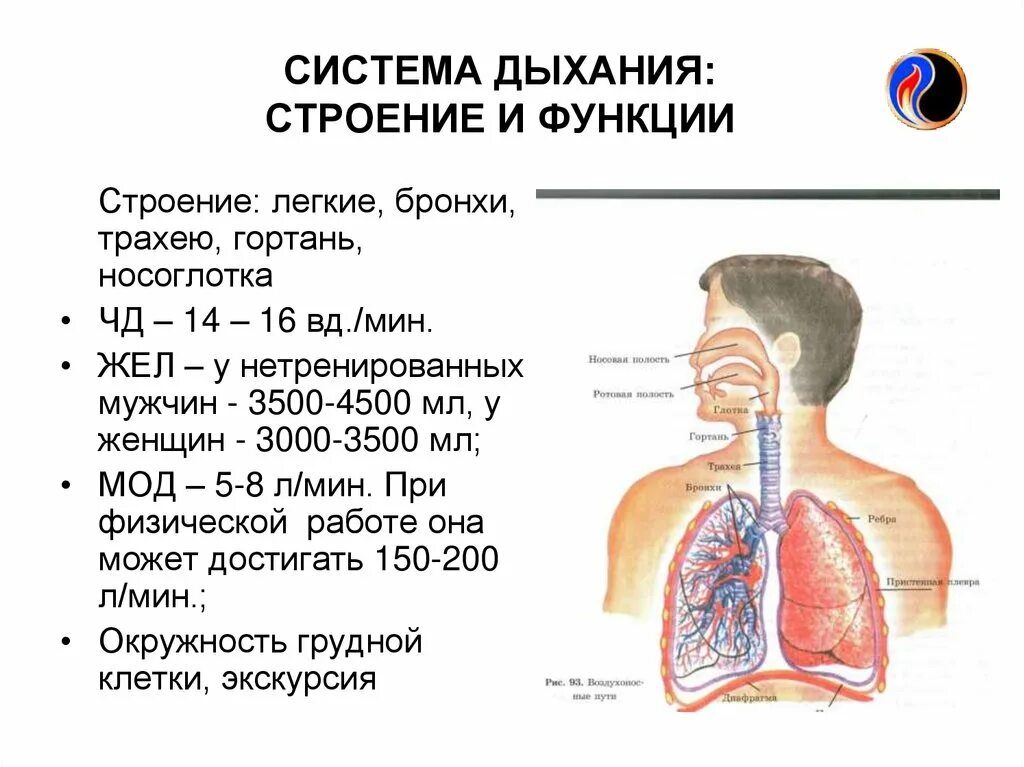 Органы обеспечивающие дыхание человека
