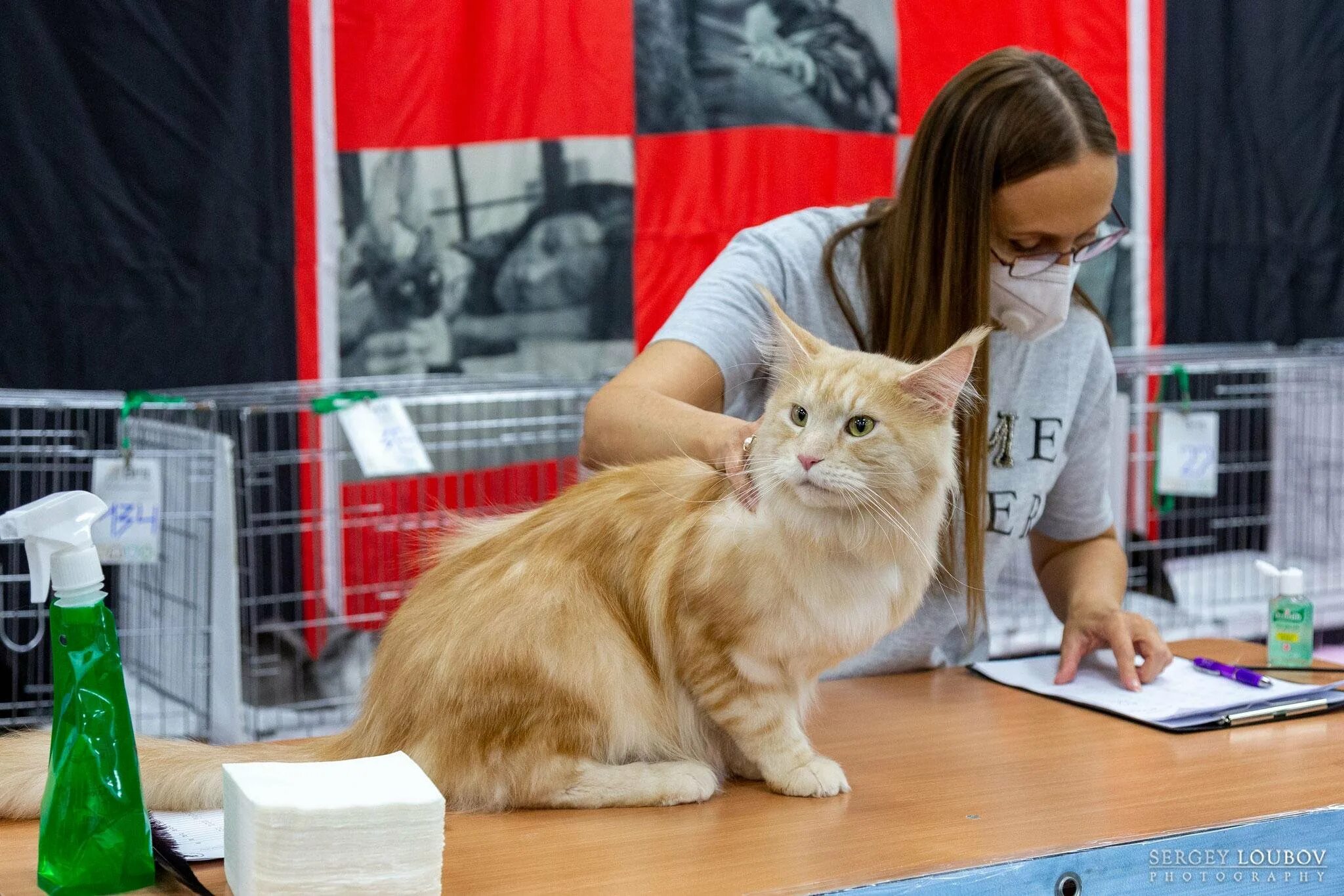 Выставка кошек екатеринбург расписание. Выставка кошек. Выставка кошек екатеринбург расписание. Выставка кошек красноярск. Выставка кошек в москве.