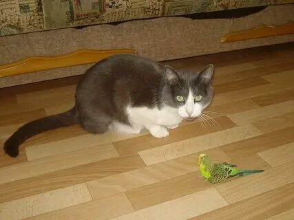 Объясняю кошке