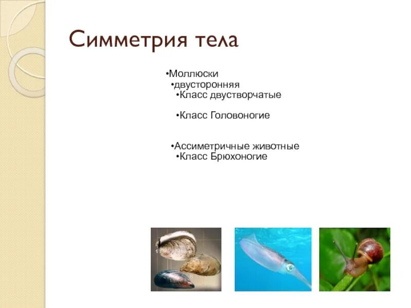 Тип симметрии щуки
