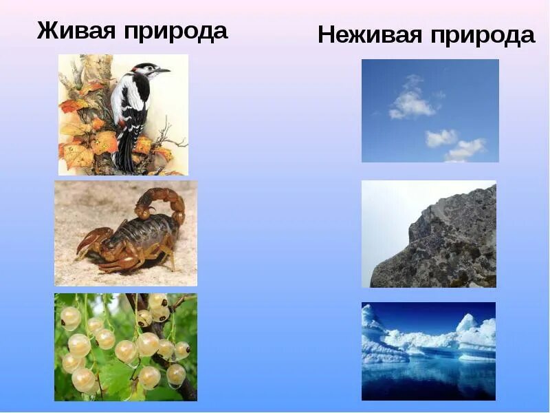 Неживая природа это. Живая и неживая природа. Природные объекты неживые и живые. Живая и неживая природа картинки. Предметы живой и неживой природы.