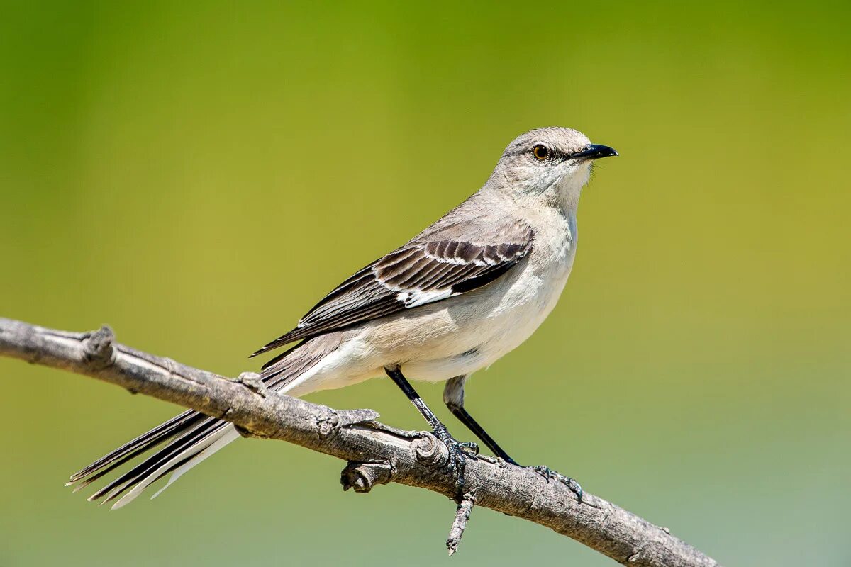 Mocking bird. Northern Mockingbird. Северный пересмешник Теннесси. Пересмешниковые птицы. Многоголосый пересмешник.