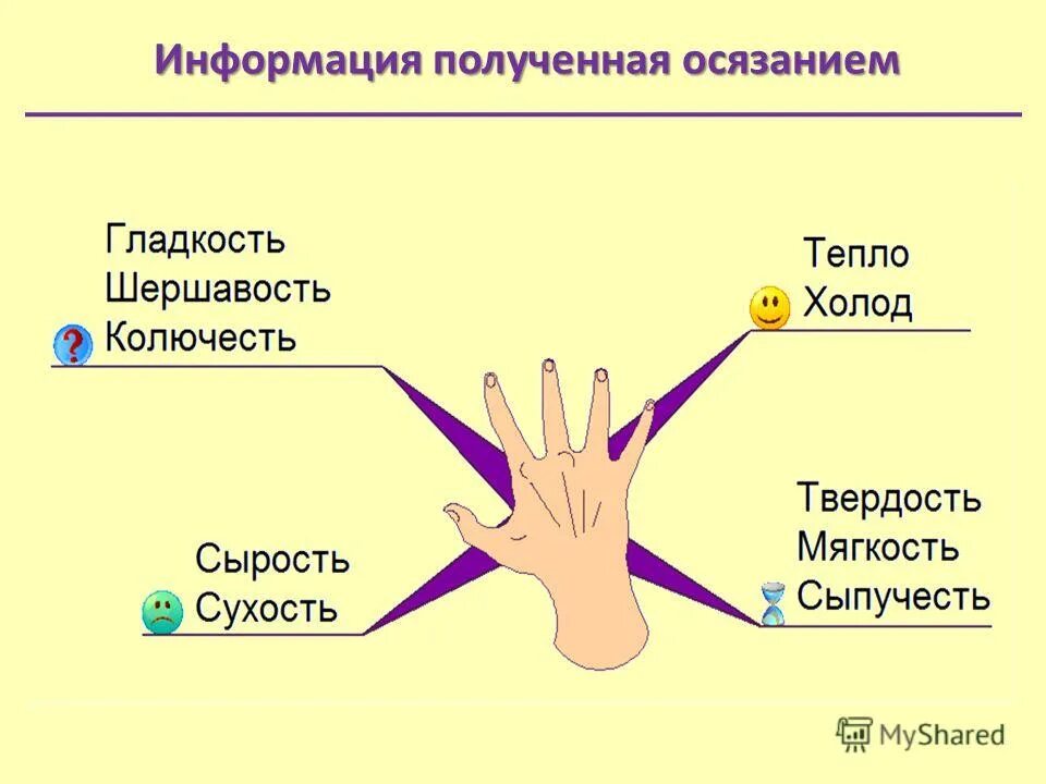 Орган осязания 8 класс биология. Органы чувств осязание. Презентация на тему осязание. Органы осязания у человека. Руки орган осязания.