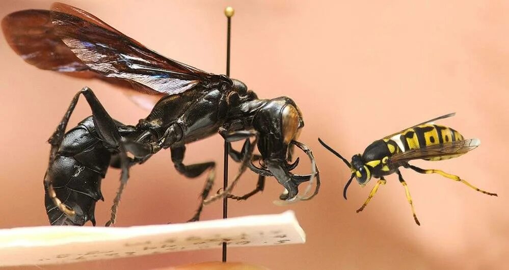 Жало осы уменьшение давления. Оса 2 см в длину. Оса 2 см в длину. Гигантский азиатский шершень укус. Шершень и сколия.