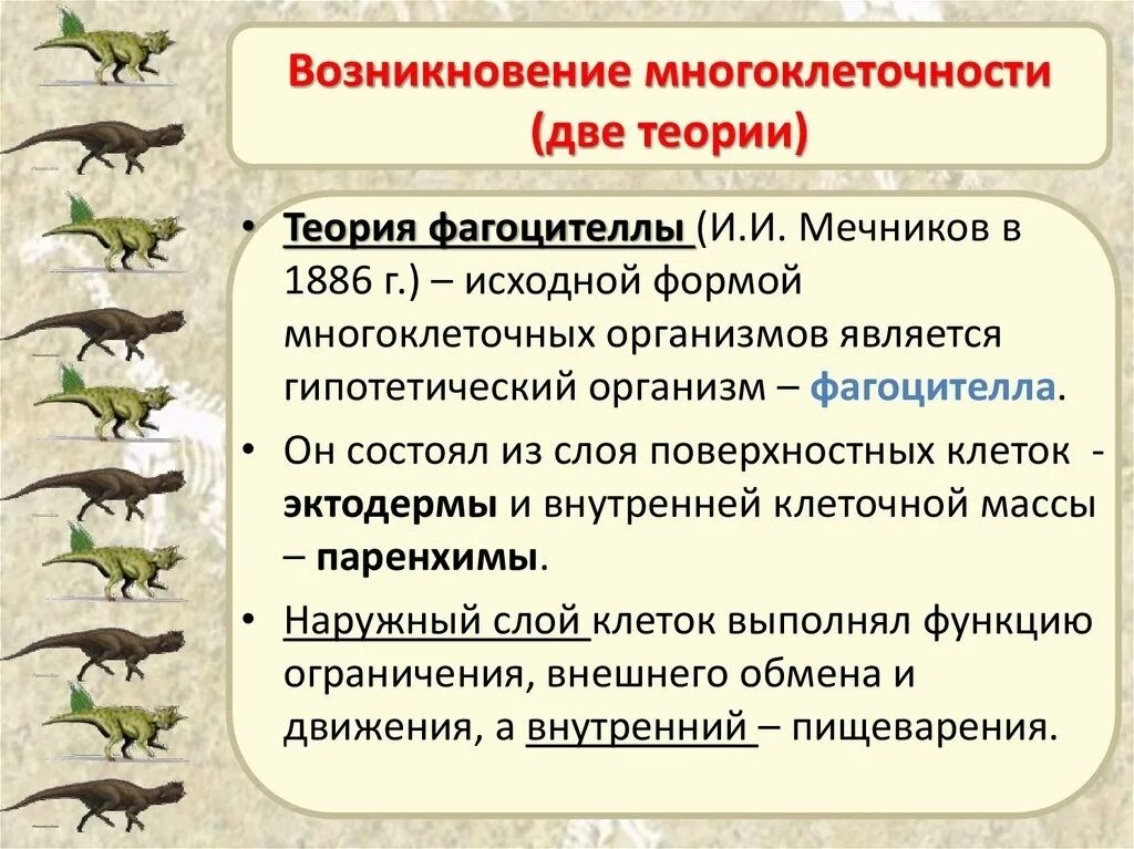 Последовательность появления организмов в эволюции. Теории происхождения многоклеточных. Возникновение многоклеточности. Теория происхождения многоклеточных организмов. Гипотезы происхождения многоклеточных.