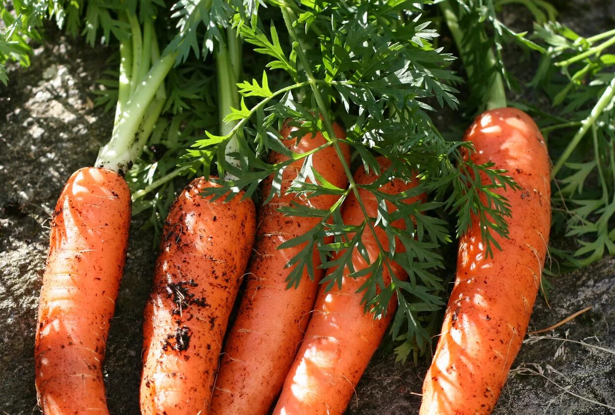 Морковь. Плод моркови. Морковь в огороде. Морковь на Урале.