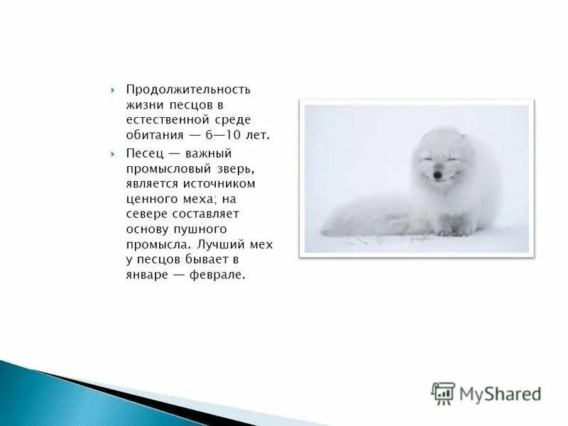 белый песец в тундре. вайт фокс. питание песца. полярная лисица песец. песец таймыр.